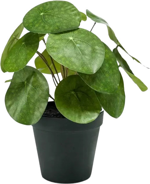Künstlicher Geldbaum Justin von artplants in Grün, Höhe: 22 cm - Bild 1