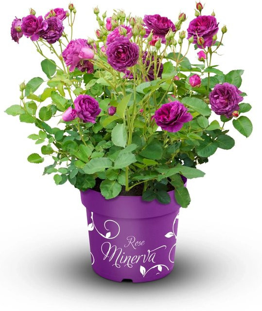 GROW by OBI Beetrose Minerva Violett gefüllt im Topf - Bild 1