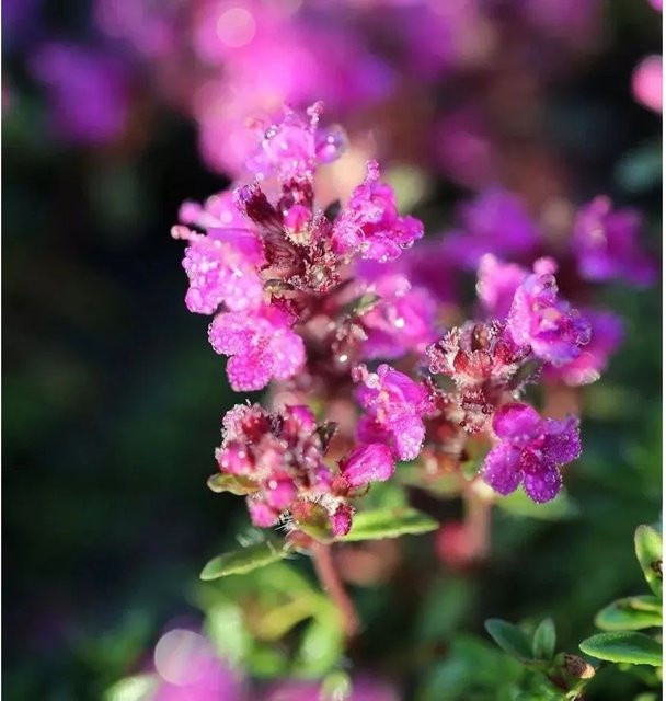 Zitronenquendel Atropurpurea Thymus serpyllum Gewürzpflanze und Bodendecker von Nr-01.de - Bild 1