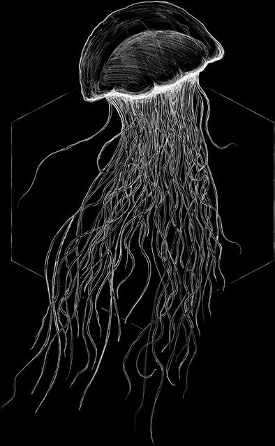Komar Wandbild Jellyfish in Schwarz, Breite: 50 cm, Höhe: 70 cm - Bild 1