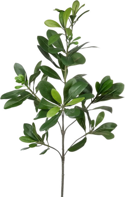 Künstlicher Pittosporum Regina von Aplanta, Grün, Höhe: 56 cm - Bild 1