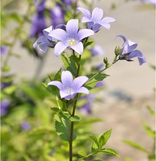 Campanula actiflora Doldenglockenblume von Nr-01.de als mehrjährige Pflanze im Topf - Bild 1