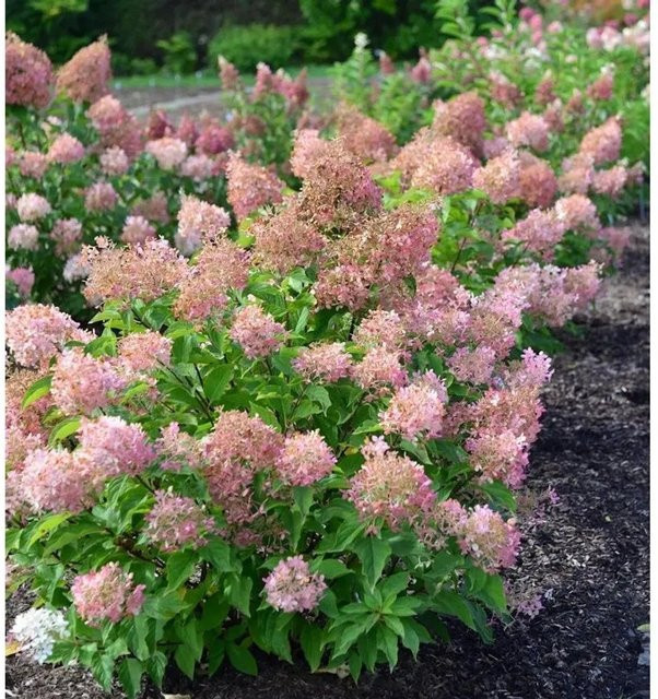 Rispenhortensie Early Sensation Hydrangea paniculata in Pink, Höhe: 100-125 cm - Bild 1
