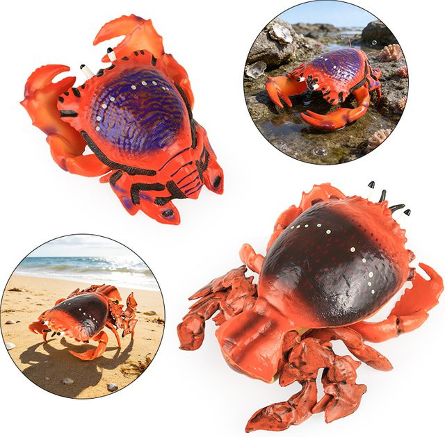 Oenux Spannerkrabbe Raninid-Krabbe, Actionfigur, Meerestiere, Kunststoff - Bild 1