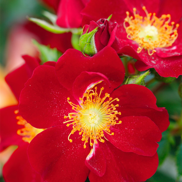 Rosen-Halbstamm Bienenweide Rot von BLUME2000, Farbe: Rosa, Höhe: 60 cm - Bild 1