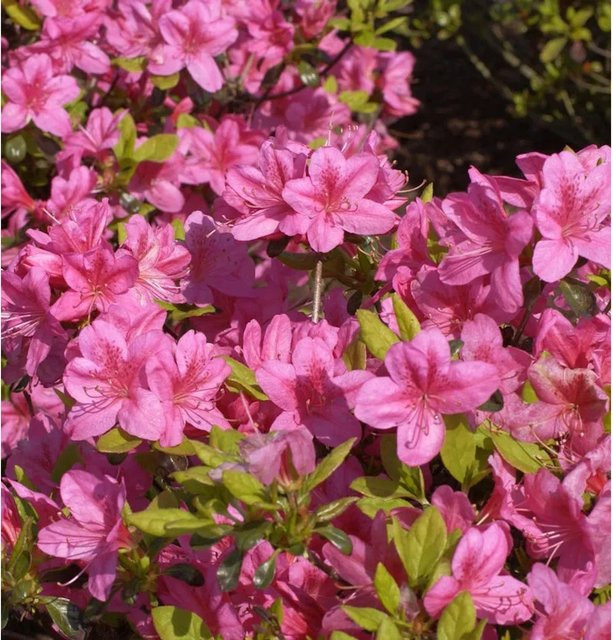 Japanische Azalee Rosalind Rhododendron obtusum in Pink, Zwerg Alpenrose als Topfpflanze von Nr-01.de - Bild 1