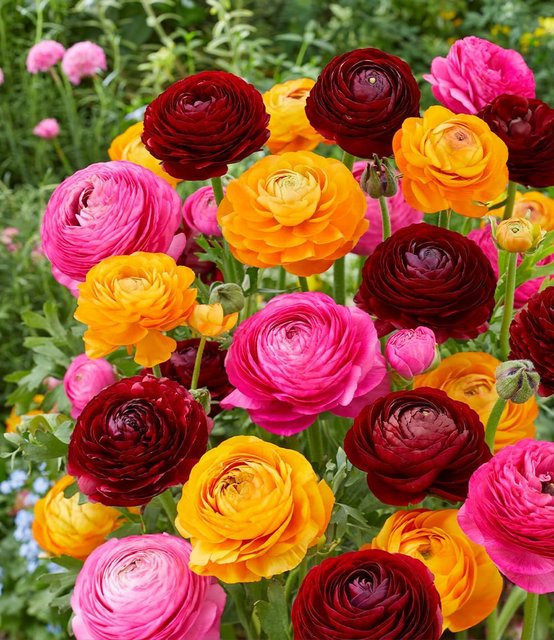 Ranunkel-Mix Oriental Beauty - Bild 1