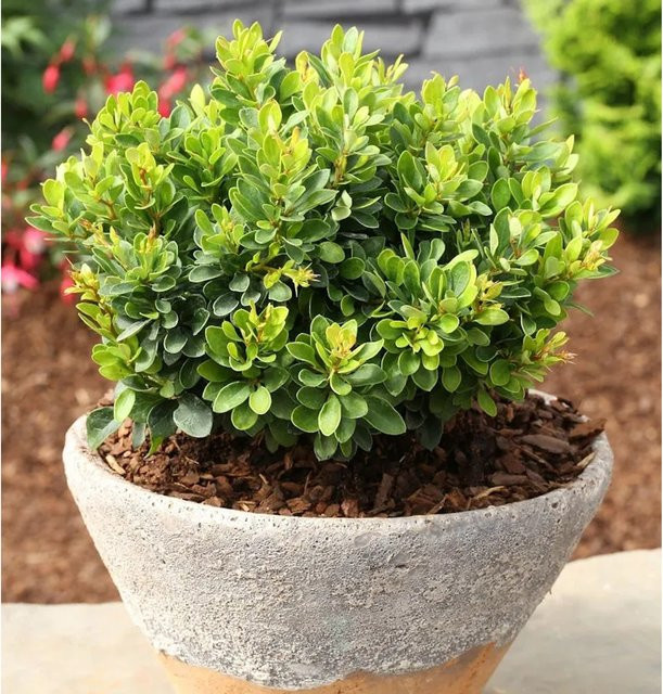 Berberis thunbergii Kobold Heckenpflanze Grün 25-30 cm - Bild 1
