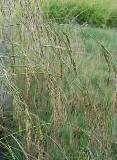 Festuca gigantea Riesenschwingel als grüne mehrjährige Staude und Bodendecker von Nr-01.de - Bild 1