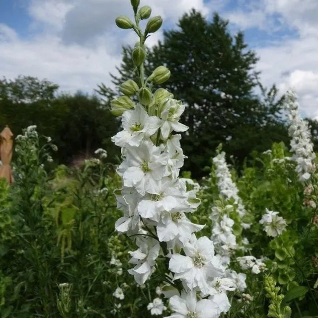 6er Set Rittersporn Casablanca Delphinium mit weißen Blüten im 9cm Topf von arborix - Bild 1