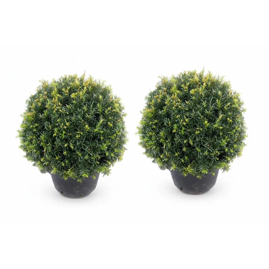 2er Set Eiben Kugeln Taxus Baccata von Pflanzen-Boering, Grün, Durchmesser: 30-35 cm - Bild 2