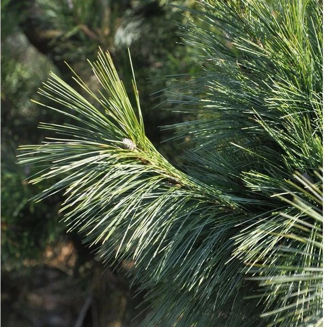 Schwerin Kiefer Pinus schwerinii von Nr-01.de, grün, Höhe: 30-40 cm - Bild 1