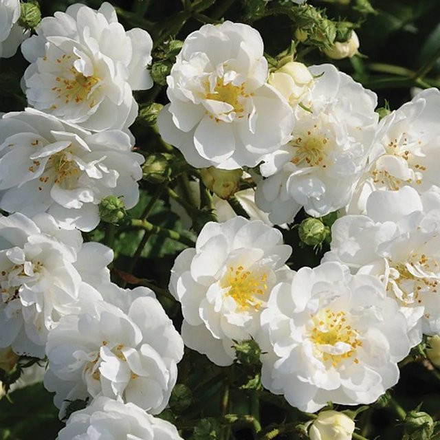 Arborix Kletterrose Guirlande d'Amour in Weiß für den Außenbereich - Bild 1