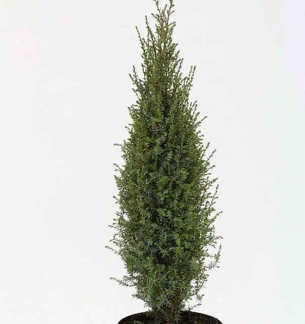 Wildwacholder Arnold Juniperus communis blaugrün, Höhe: 40-50 cm - Bild 1