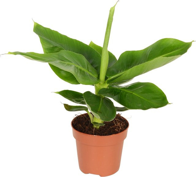 GROW by OBI Zierbanane Tropicana Musa Zimmerpflanze im Topf Durchmesser: 12 cm - Bild 1