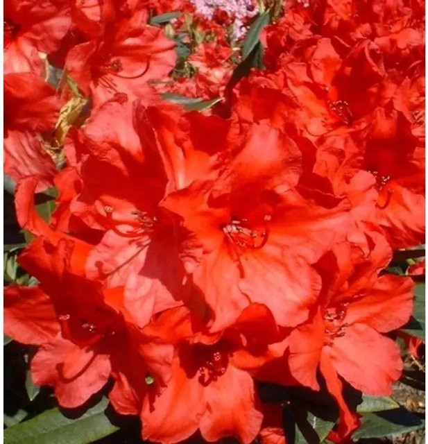 Großblumiger Rhododendron Vulcan Alpenrose in Rot von Nr-01.de - Bild 1