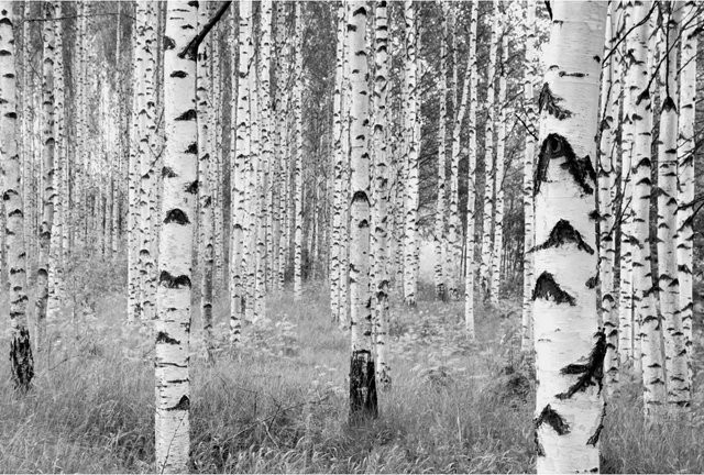 Komar Vliesfototapete Woods in Weiß, Schwarz und Grau B: 368 cm, H: 248 cm - Bild 1