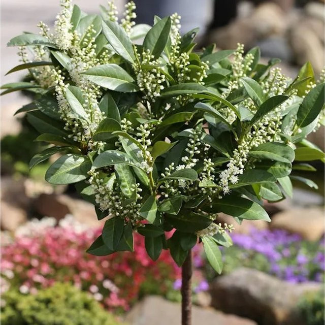 Hochstamm Zwerglorbeerkirsche Piri Prunus aurocerasus, 80-100 cm Höhe - Bild 1