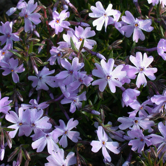 BIO Polsterphlox Emerald Cushion Blue Phlox subulata Bodendecker von BLUME2000, 3 Stück - Bild 1