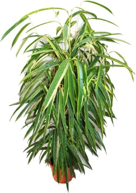 Exotenherz Ficus Binendijkii Alii Langblättrige Birkenfeige Königssäule in Grün im 17cm Topf - Bild 1