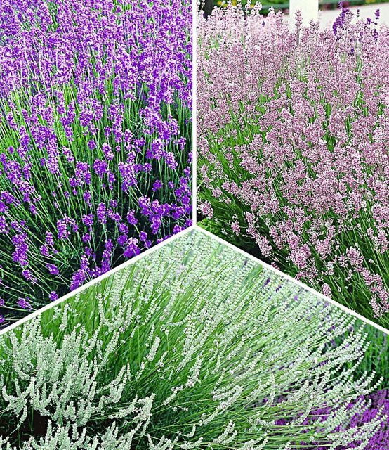 Lavendel-Kollektion - Bild 1