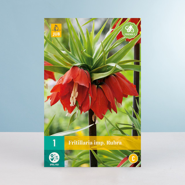 Kaiserkrone Rubra Blumenzwiebel von BLUME2000 (1 Stück) - Bild 1