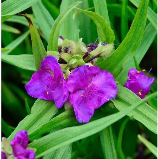 Tradescantia andersoniana Dreimasterblumen Rubra Zimmerpflanze und Gartenpflanze in Purple von Nr-01.de - Bild 1