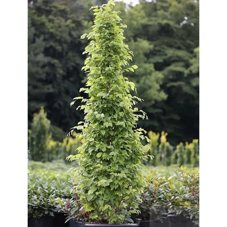 Säulen Hainbuche Monument Carpinus betulus als Heckenpflanze von Nr-01.de, grün, Höhe: 60-80 cm - Bild 2