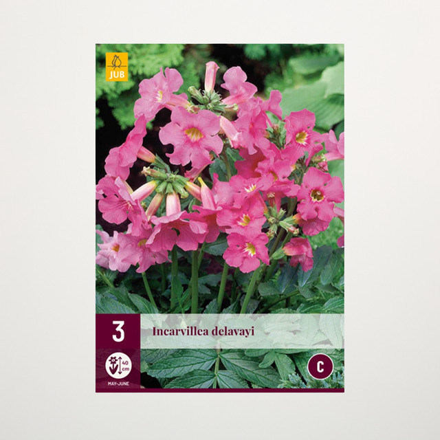 Freilandgloxinie von BLUME2000 mit 3 Knollen für Beet oder Kübel - Bild 1
