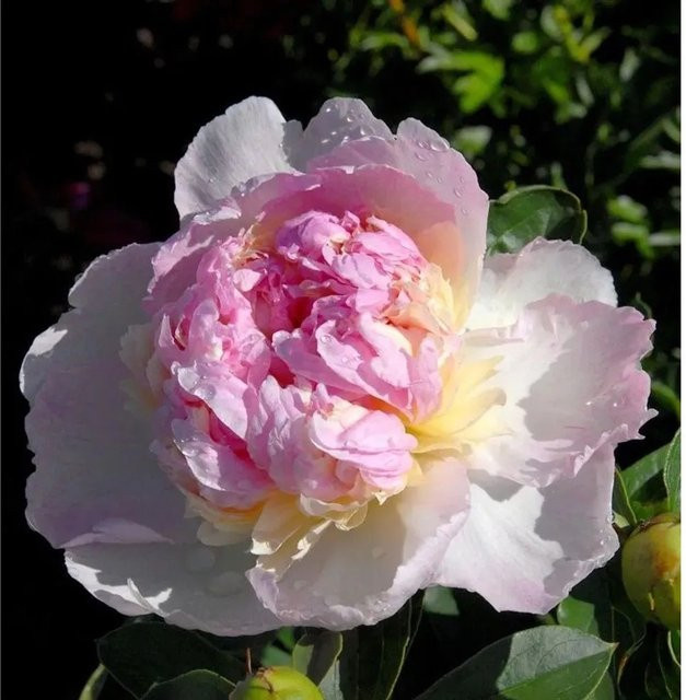 Edelpfingstrose Sorbet Paeonia actiflora in Pink als mehrjährige Gartenpflanze - Bild 1