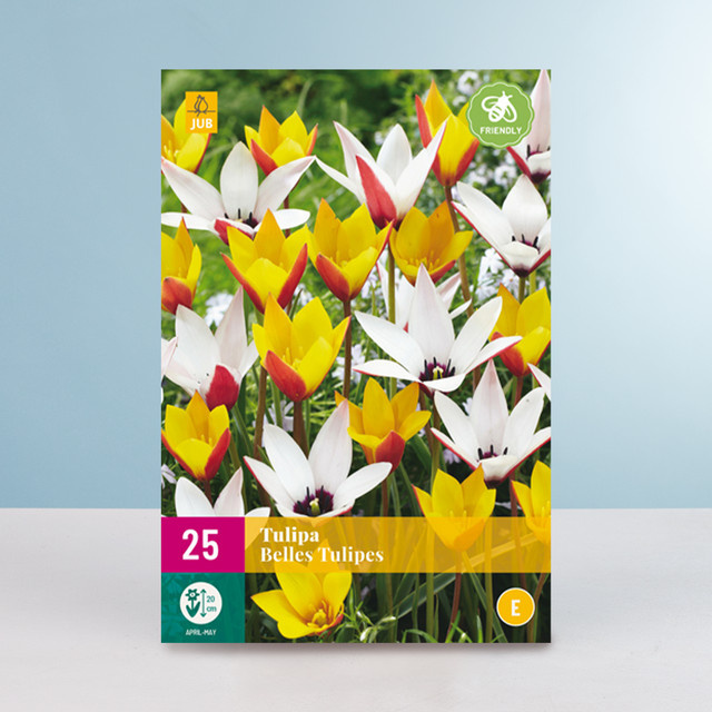 Botanische Tulpen Belles Tulips Mix von BLUME2000 mit 25 Zwiebeln - Bild 1