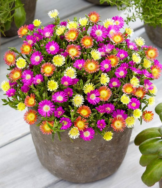 Winterharte Eisblumen Summer Mix - Bild 1