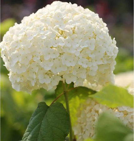 Ballhortensie Strong Annabelle Hydrangea arborescens in Weiß von Nr-01.de