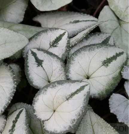 Cyclamen coum Alpenveilchen Silber Leaf von Nr-01.de