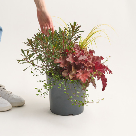 BLUME2000 Herbstzauber Mix 7 Carex Ziergräser für Balkon und Beet