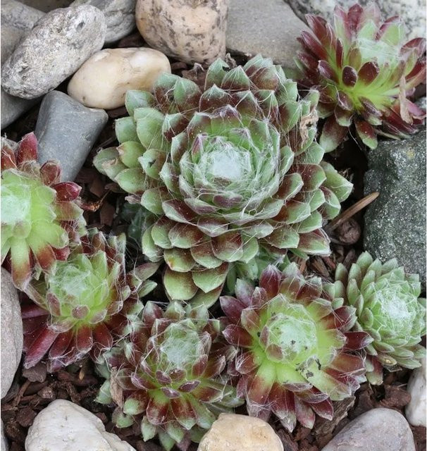 Dachwurz Weiße Feder Sempervivum cultorum von Nr-01.de in Weiß und Grün - Bild 1