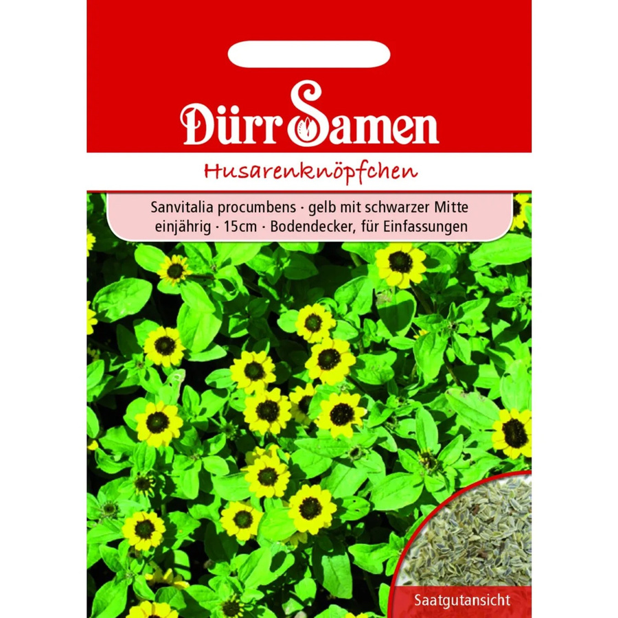 Dürr Samen Husarenknöpfchen Gelb mit Schwarzer Mitte Einjähriges Saatgut 400 mg - Bild 2