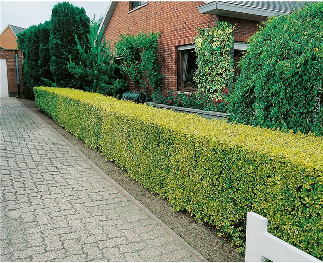 GROW by OBI Gold-Liguster Aureum Ligustrum ovalifolium als Heckenpflanze im 15l Topf, Höhe: 100-125 cm - Bild 1
