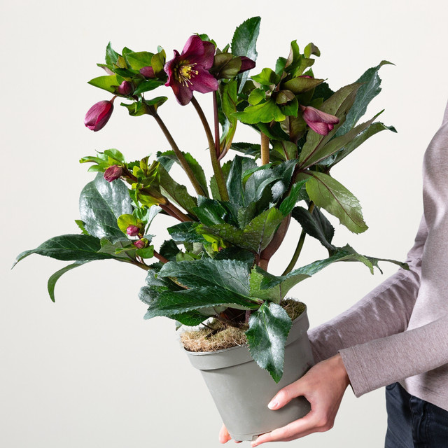 Christrose Ice N'Roses Rot Helleborus niger Staude von BLUME2000 - Bild 1