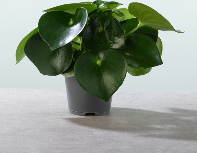 Peperomia Raindrop von BLUME2000, grüne Zimmerpflanze mit tropfenförmigen Blättern - Bild 1