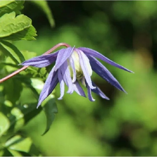 Arborix Alpen-Waldrebe Clematis alpina Frances Rivis mit blauen Glockenblüten im Container - Bild 1