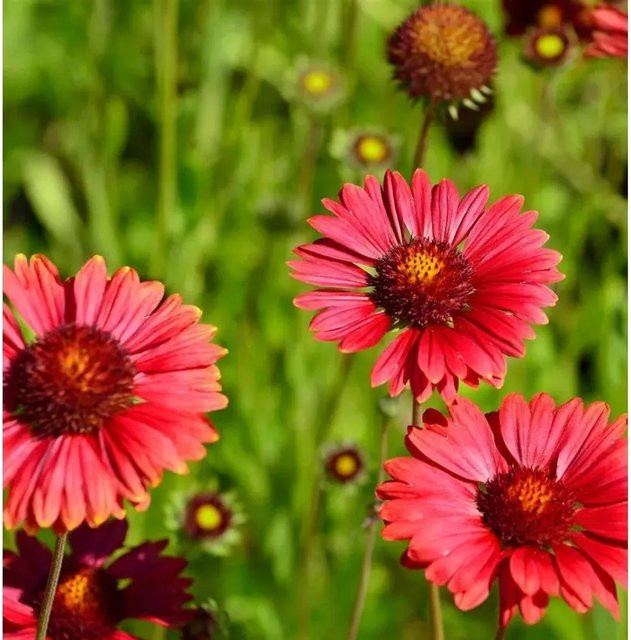 Gaillardia aristata Korkadenblume Burgunder rote Staude für Beet und Schnittblumen - Bild 1