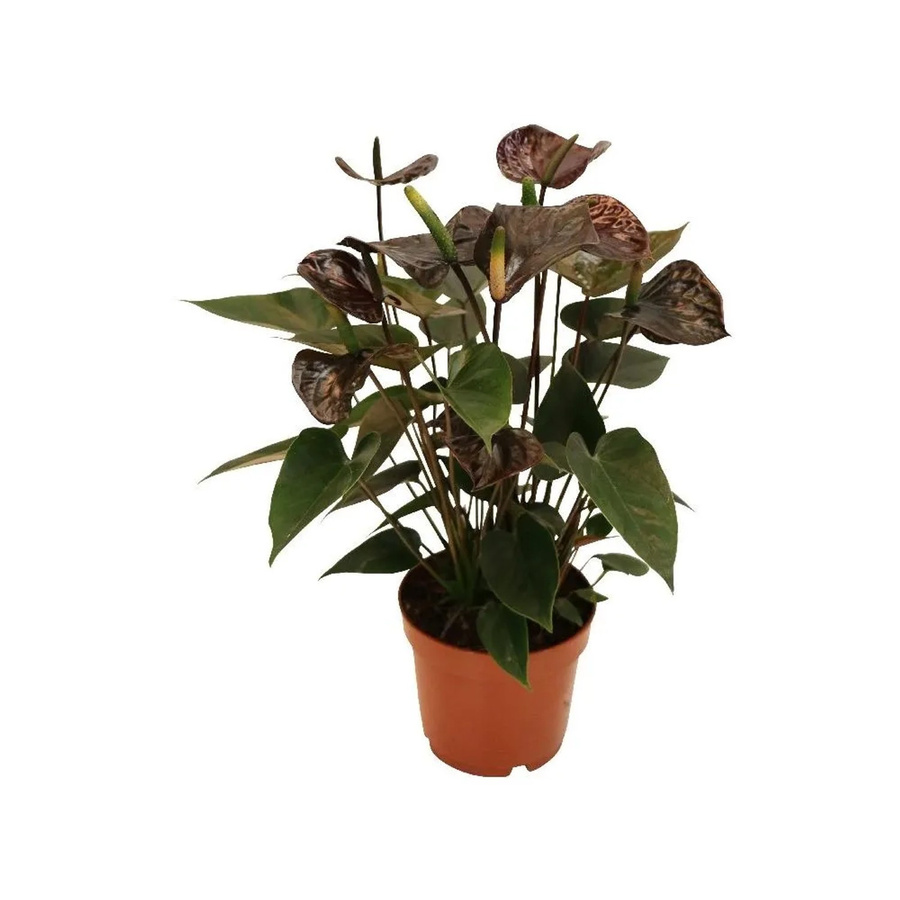 Exotenherz Anthurium Andreanum Black Karma Zimmerpflanze mit schwarzer Blüte im 12cm Topf - Bild 2