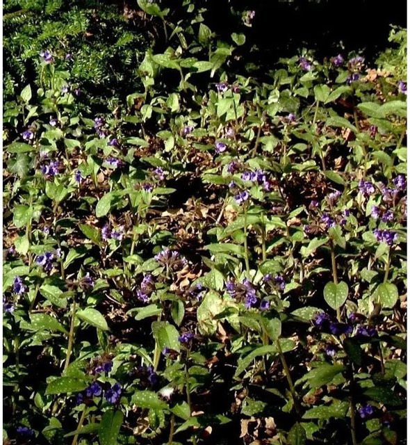 Lungenkraut Pulmonaria saccharata als mehrjährige Pflanze im Topf von Nr-01.de - Bild 1