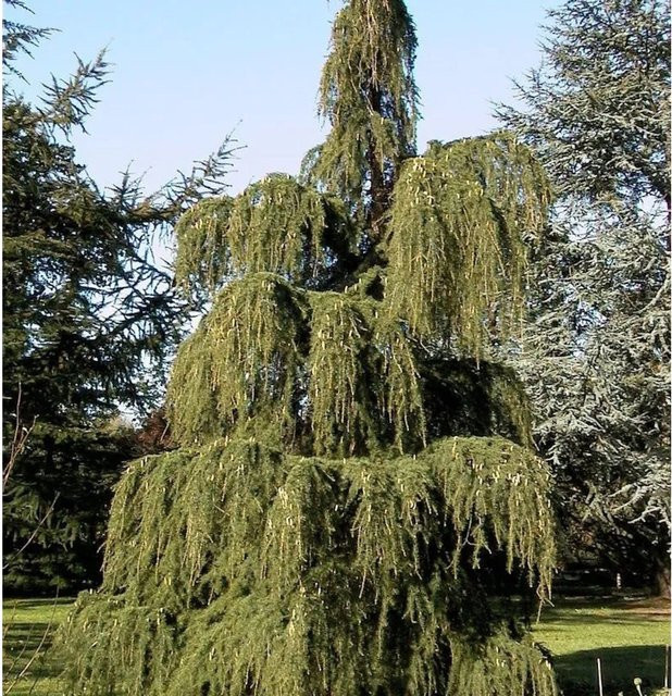 Trauer-Lärche Larix kaempferi pendula als Solitärpflanze für Garten und Kübelpflanzung, Höhe: 80-100 cm - Bild 1
