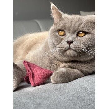 Kater Kasimir Katzen Spielkissen mit Baldrian und Katzenminze, 2er Set - Bild 2