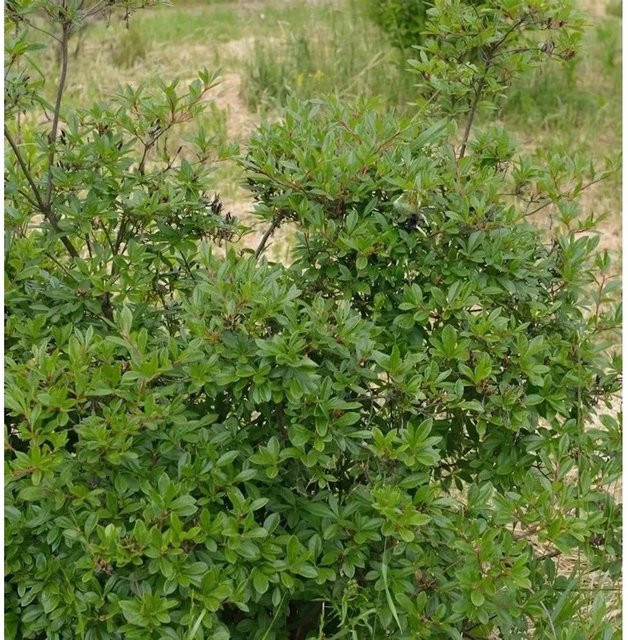 Rhododendron nitidulum Zierstrauch von Die Nr-01.de in Grün und Purpur-Lila, Höhe: 30-40 cm - Bild 1