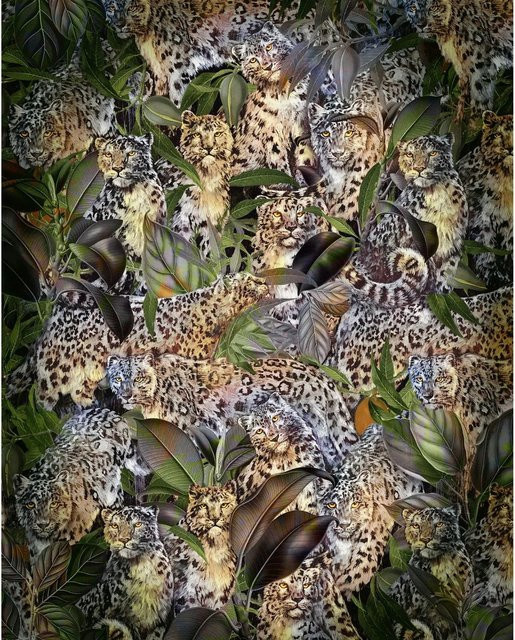 Komar Vliesfototapete Wild Cats Multicolor B: 200 cm, H: 250 cm - Bild 1