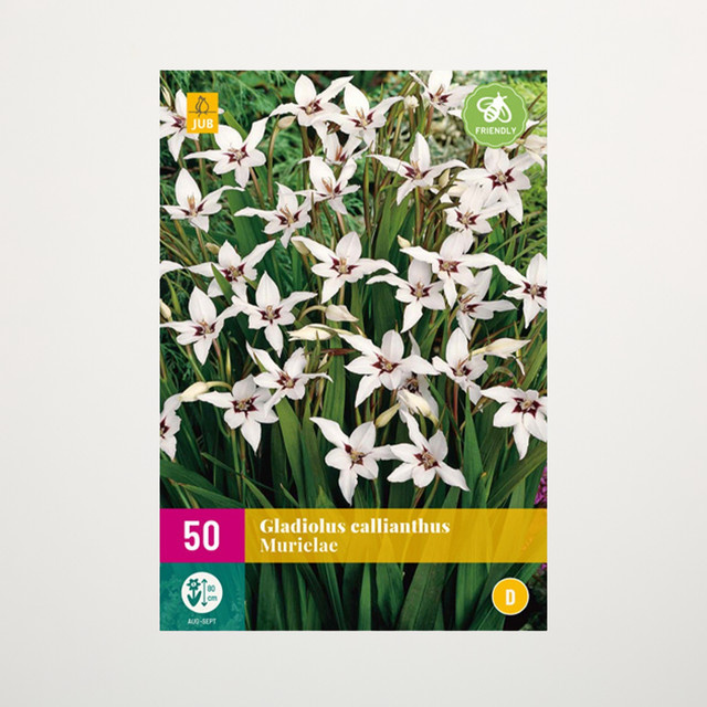 Abessinische Gladiolen von BLUME2000 mit 50 Knollen für deinen Garten oder Blumenkübel - Bild 1
