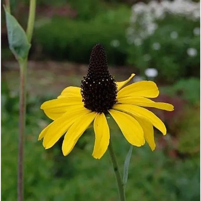 Rudbeckia maxima Riesen-Sonnenhut gelbe Staude für Staudenbeete und Freiflächen - Bild 1